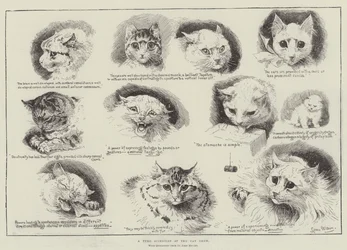 Een beginnende wetenschapper op de kattenshow